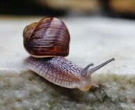 Opération escargot